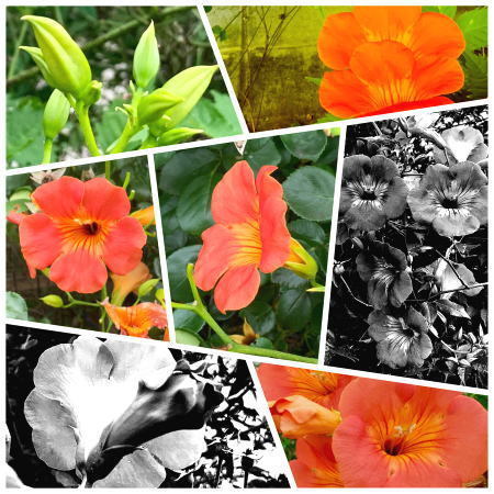02.7月 オレンジの花.jpg