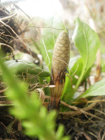 2013 土筆.jpg