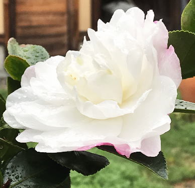 2018 咲き始めた冬花.jpg
