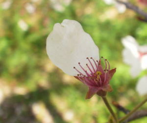 26 ひとひらの花びら.jpg
