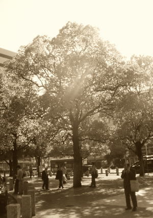27 木陰.jpg