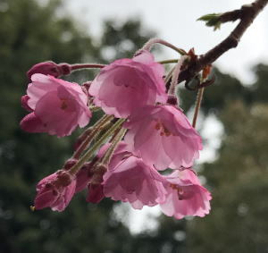 妙覚寺の桜.jpg