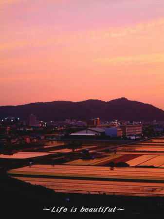 田植え風景と夕暮れ.jpg